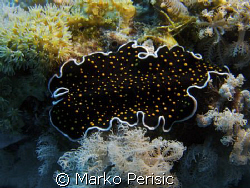 Gold-dotted Flatworm (thysanozoon) even more spectacular ... by Marko Perisic 
